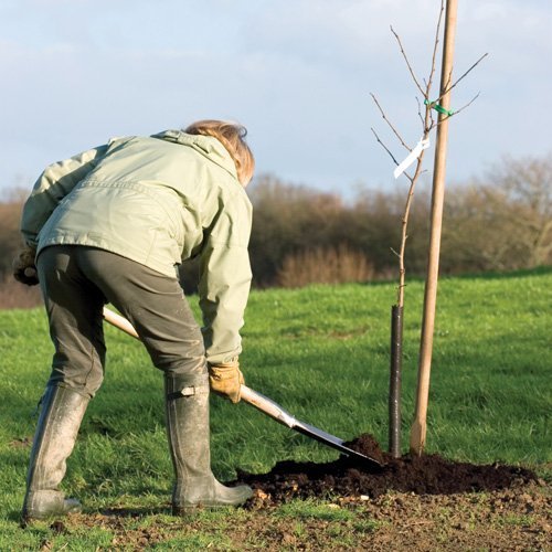 Baum pflanzen