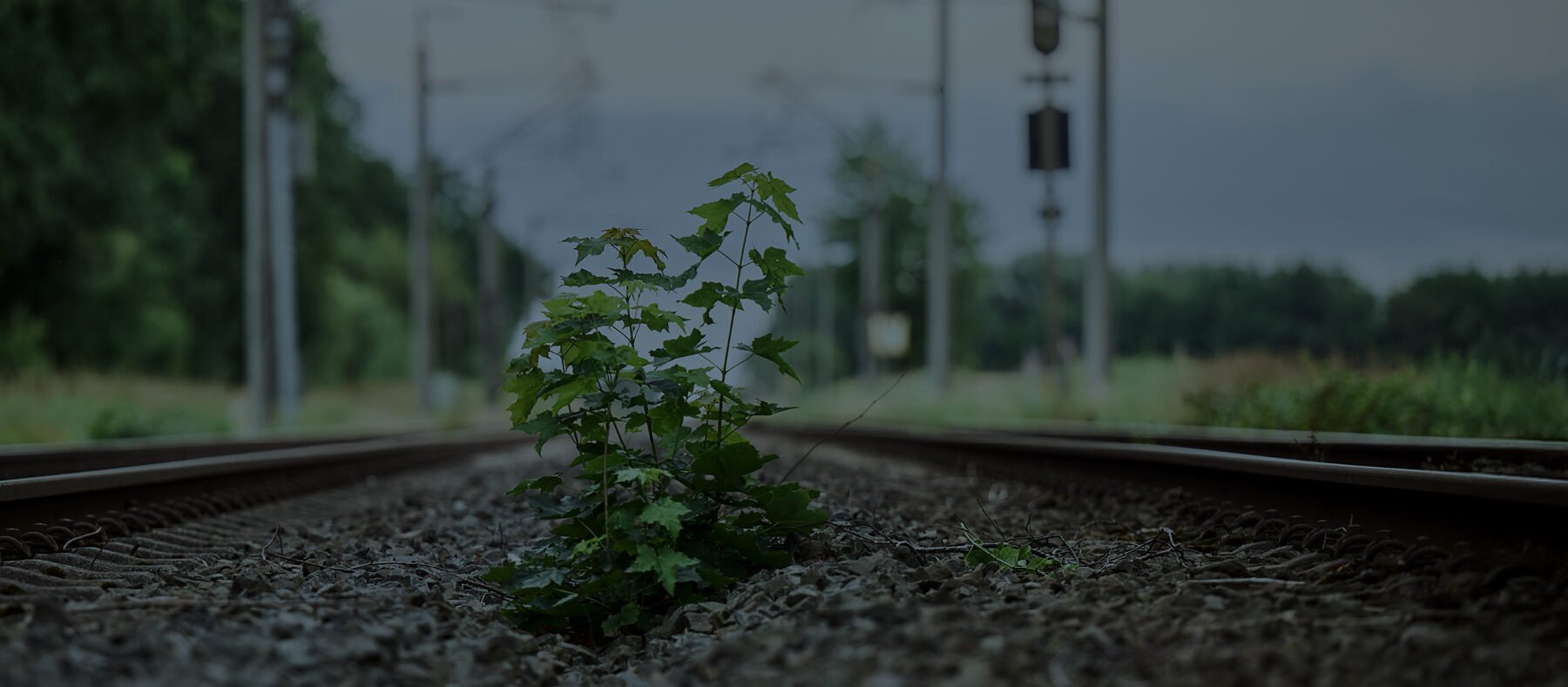 Pflanze wächst zwischen Bahngleisen, im Hintergrund Stromleitungen und Bäume.